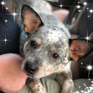 Meet your Posher, Brandy